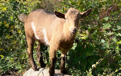 stoner goat