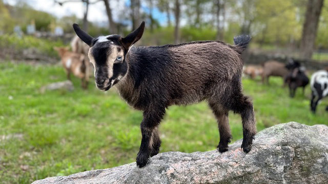 We invite you to The Stoned Goat Farm for a fun baby goat experience