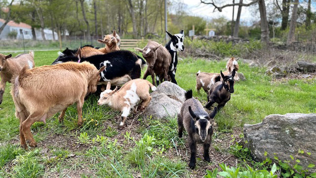 We invite you to The Stoned Goat Farm for a fun baby goat experience